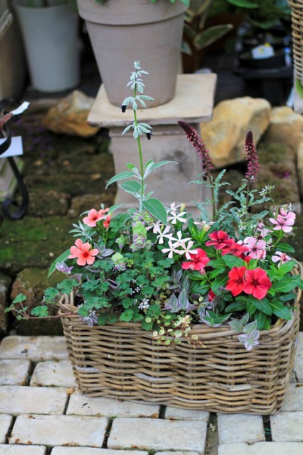 花屋グリーンの鉢にマーガレットとイングリッシュラベンダーの寄せ植え