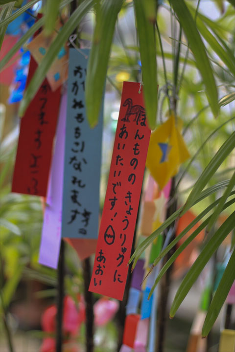 短冊に願いを込めて。。 - 元気で活きの良い植物専門店エコマルシェ