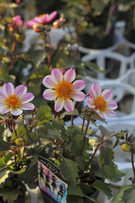 マルシェ - 元気で活きの良い植物専門店エコマルシェオニヅカのブログ