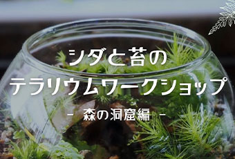 シダと苔のテラリウム ワークショップ 【MARK IS 福岡ももち店】10/18(日)